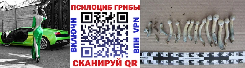Псилоцибиновые грибы Cubensis Кувандык
